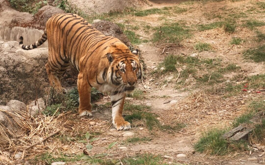 A Journey Through Kathmandu: From Hidden Gardens to the Ethical Dilemma of the Zoo