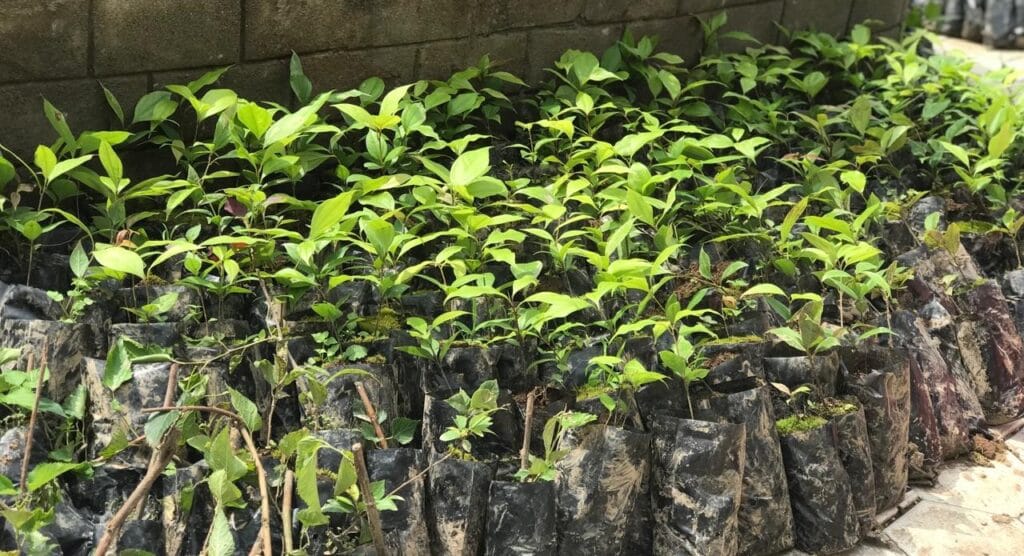 Forest For Food Program